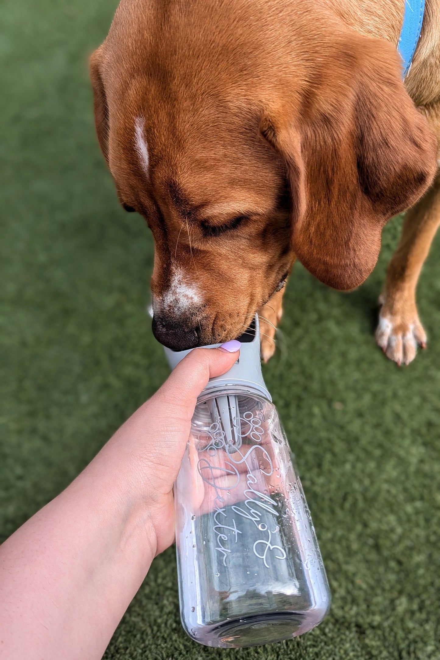 Personalised Dog Travel Water Bottle | Pet Accessories | Dog Lover Gift | Dog Walking Bottle | Dog Walker Custom Logo | Water Bowl