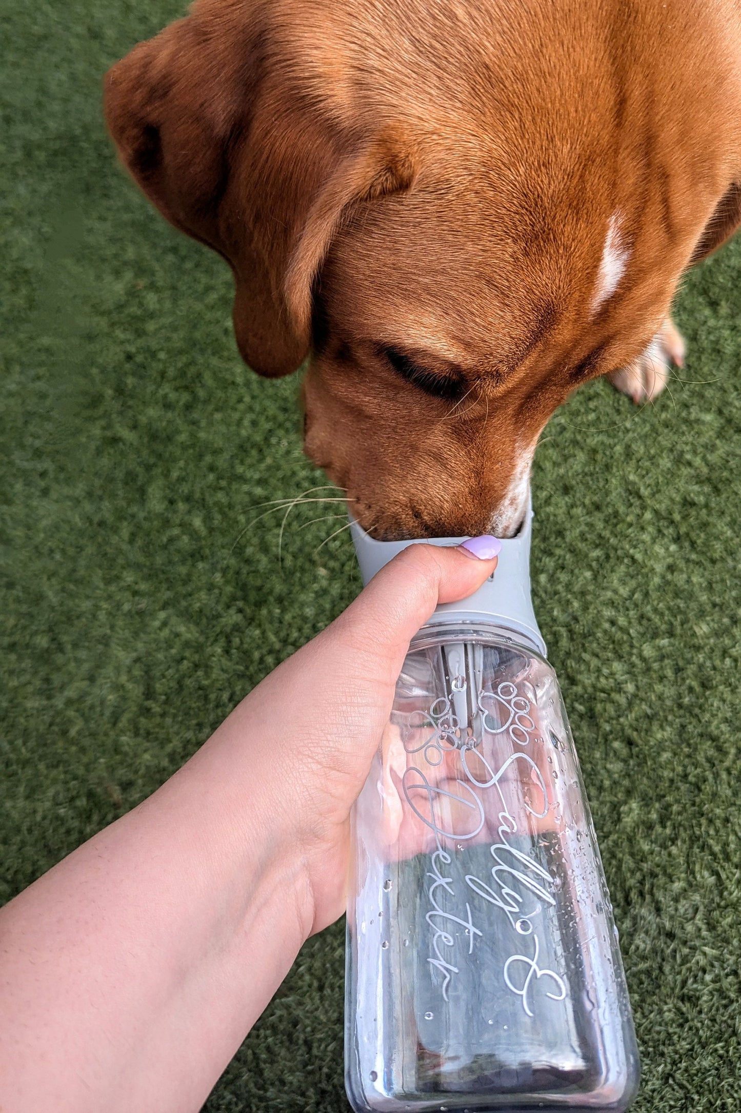 Personalised Dog Travel Water Bottle | Pet Accessories | Dog Lover Gift | Dog Walking Bottle | Dog Walker Custom Logo | Water Bowl